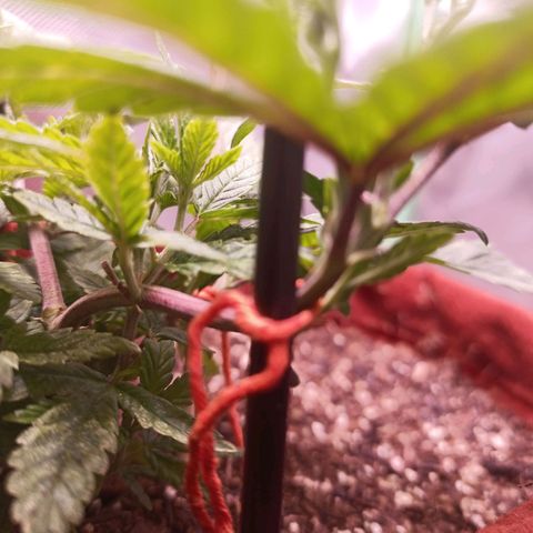 Semente encontrada em um bud growlog timeline photo