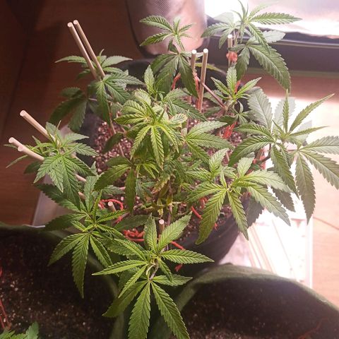 Semente encontrada em um bud growlog timeline photo
