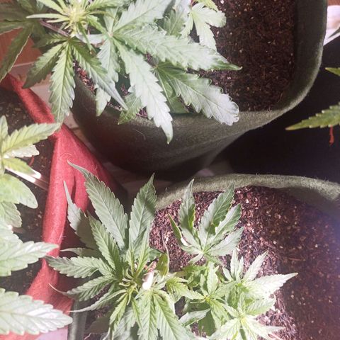 Semente encontrada em um bud growlog timeline photo