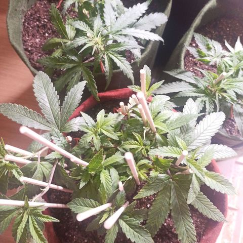 Semente encontrada em um bud growlog timeline photo