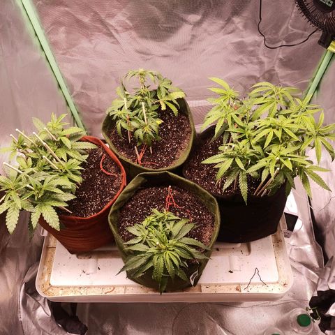 Semente encontrada em um bud growlog timeline photo
