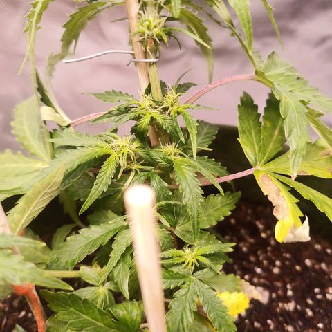 Semente encontrada em um bud growlog timeline photo