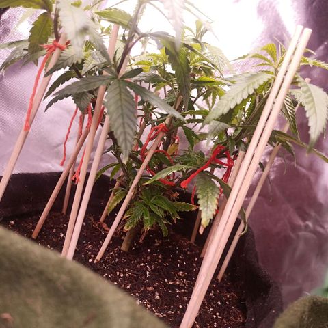 Semente encontrada em um bud growlog timeline photo
