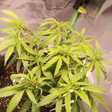Semente encontrada em um bud growlog timeline photo