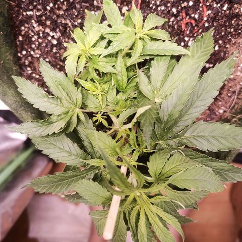 Semente encontrada em um bud growlog timeline photo