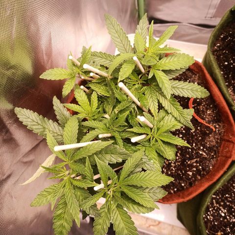 Semente encontrada em um bud growlog timeline photo