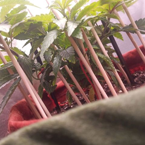 Semente encontrada em um bud growlog timeline photo