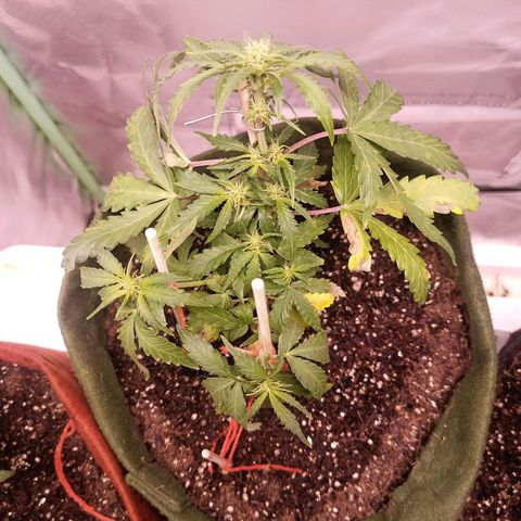 Semente encontrada em um bud growlog timeline photo