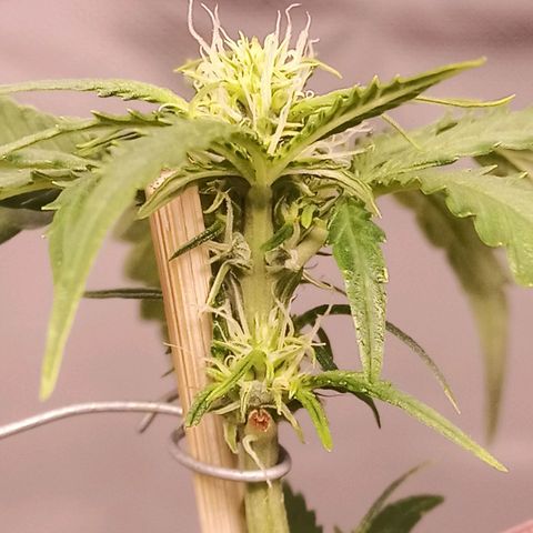 Semente encontrada em um bud growlog timeline photo