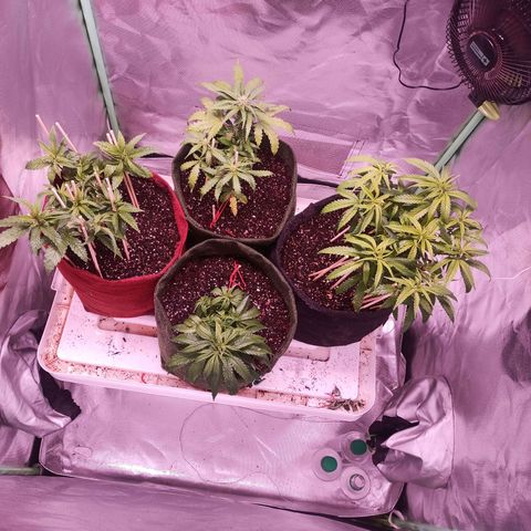 Semente encontrada em um bud growlog timeline photo