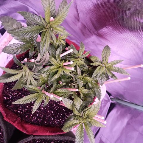 Semente encontrada em um bud growlog timeline photo