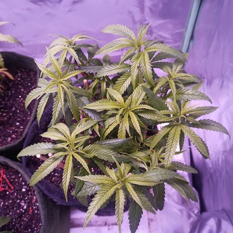 Semente encontrada em um bud growlog timeline photo