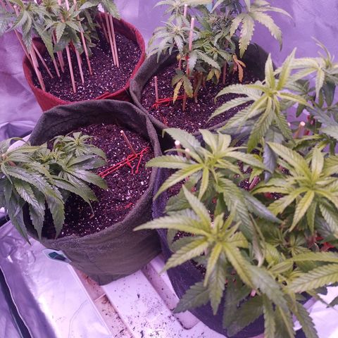 Semente encontrada em um bud growlog timeline photo