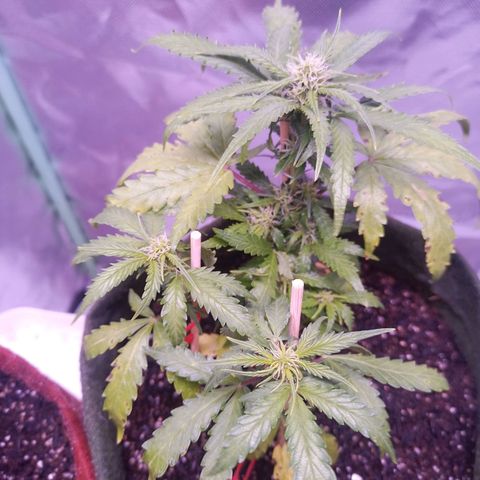 Semente encontrada em um bud growlog timeline photo