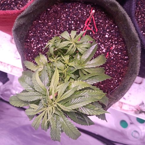 Semente encontrada em um bud growlog timeline photo