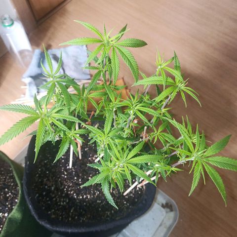 Semente encontrada em um bud growlog timeline photo