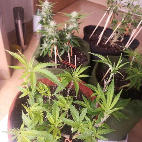 Semente encontrada em um bud growlog timeline photo
