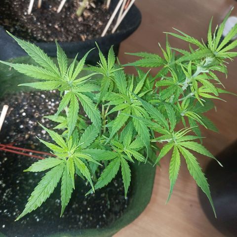 Semente encontrada em um bud growlog timeline photo