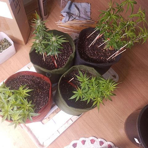 Semente encontrada em um bud growlog timeline photo