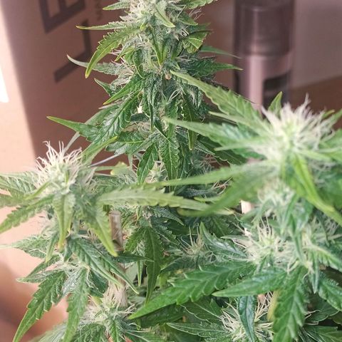 Semente encontrada em um bud growlog timeline photo