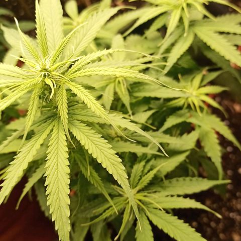 Semente encontrada em um bud growlog timeline photo
