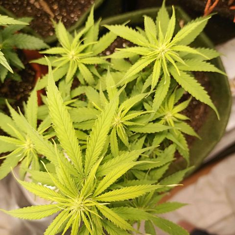 Semente encontrada em um bud growlog timeline photo