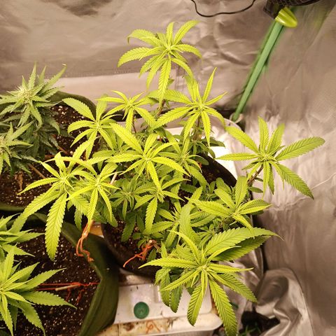 Semente encontrada em um bud growlog timeline photo