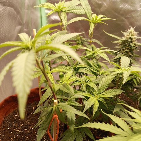 Semente encontrada em um bud growlog timeline photo