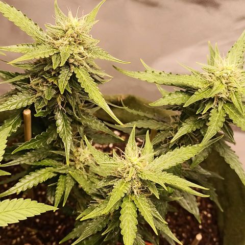 Semente encontrada em um bud growlog timeline photo