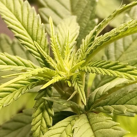 Semente encontrada em um bud growlog timeline photo
