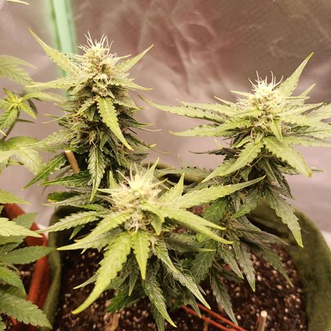 Semente encontrada em um bud growlog timeline photo