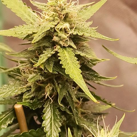 Semente encontrada em um bud growlog timeline photo