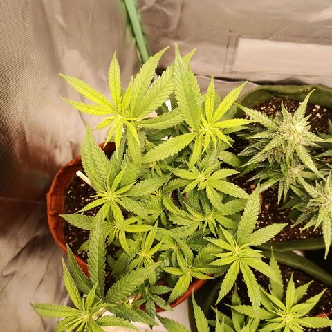 Semente encontrada em um bud growlog timeline photo