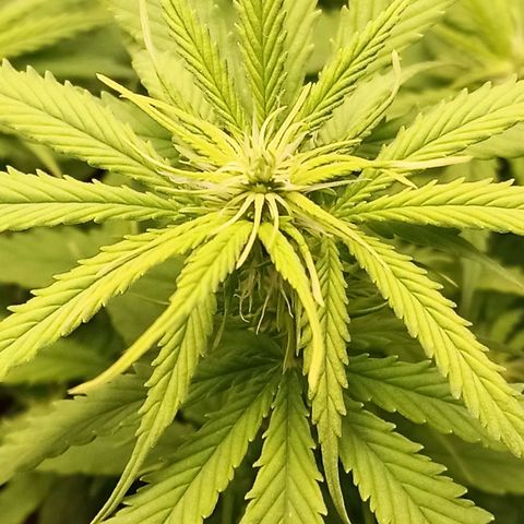 Semente encontrada em um bud growlog timeline photo