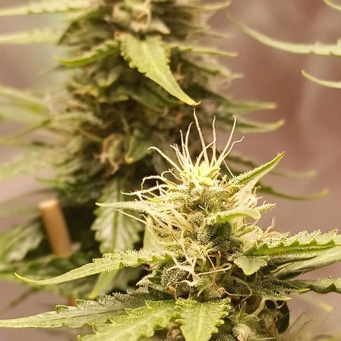 Semente encontrada em um bud growlog timeline photo