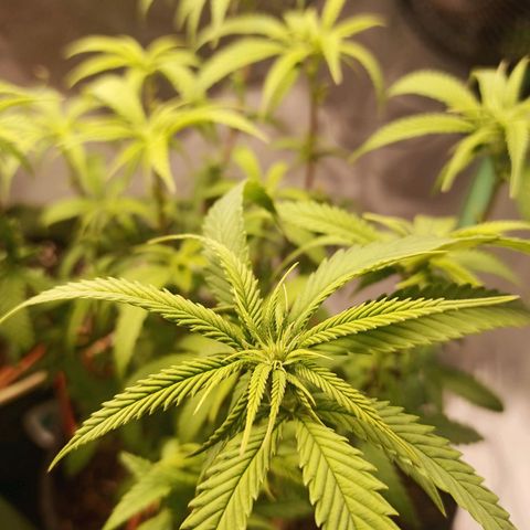 Semente encontrada em um bud growlog timeline photo