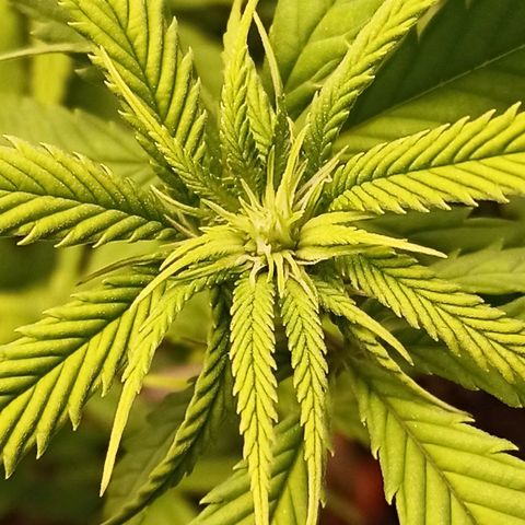 Semente encontrada em um bud growlog timeline photo
