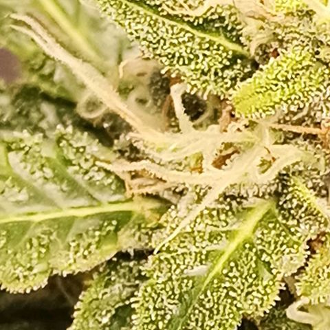 Semente encontrada em um bud growlog timeline photo