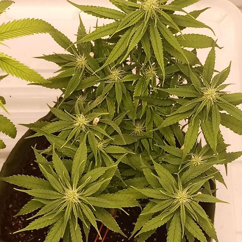 Semente encontrada em um bud growlog timeline photo