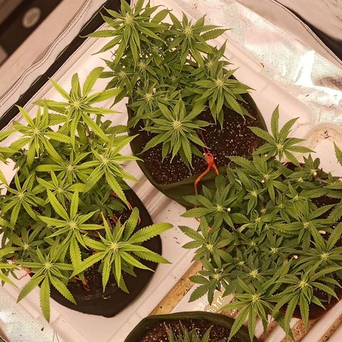 Semente encontrada em um bud growlog timeline photo