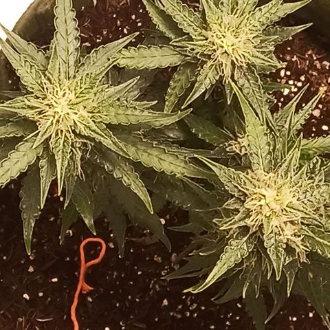 Semente encontrada em um bud growlog timeline photo