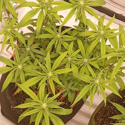 Semente encontrada em um bud growlog timeline photo