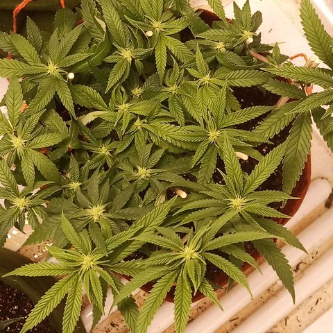 Semente encontrada em um bud growlog timeline photo