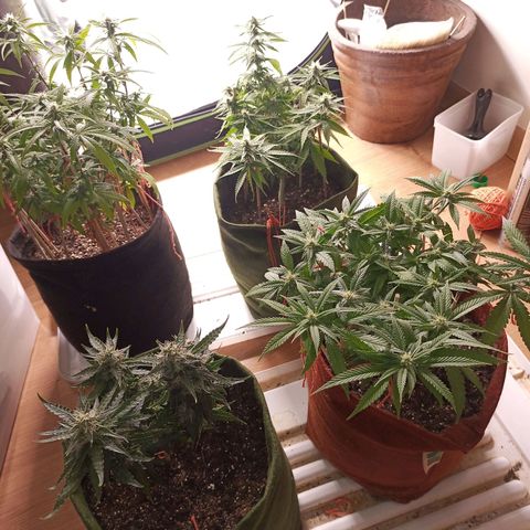 Semente encontrada em um bud growlog timeline photo