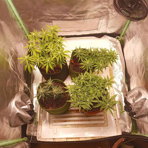 Semente encontrada em um bud growlog timeline photo