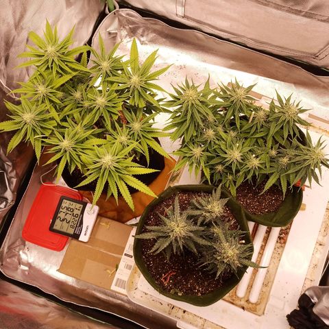 Semente encontrada em um bud growlog timeline photo