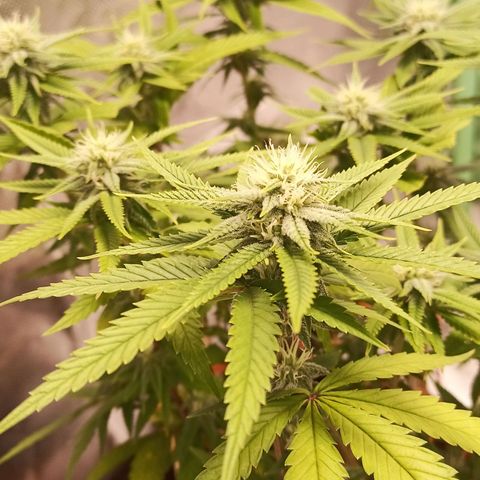 Semente encontrada em um bud growlog timeline photo