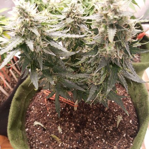 Semente encontrada em um bud growlog timeline photo
