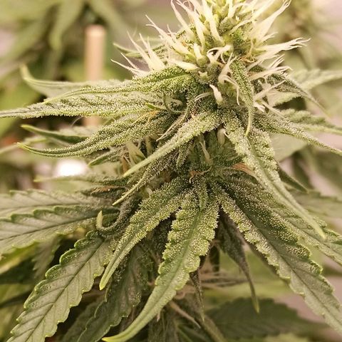 Semente encontrada em um bud growlog timeline photo