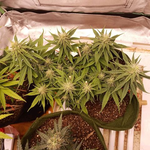 Semente encontrada em um bud growlog timeline photo
